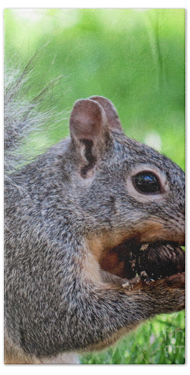 Outdoors Hand Towel featuring the photograph Squirrel 1 by Christy Garavetto