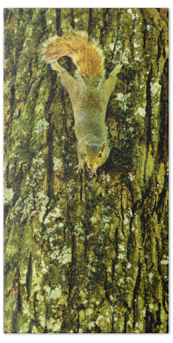 Georgia Bath Towel featuring the photograph Squirrel Bark Georgia Mountains by Lawrence S Richardson Jr