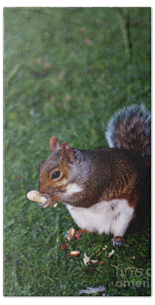 Squirrel Hand Towel featuring the photograph Squirrel eating by Agusti Pardo Rossello