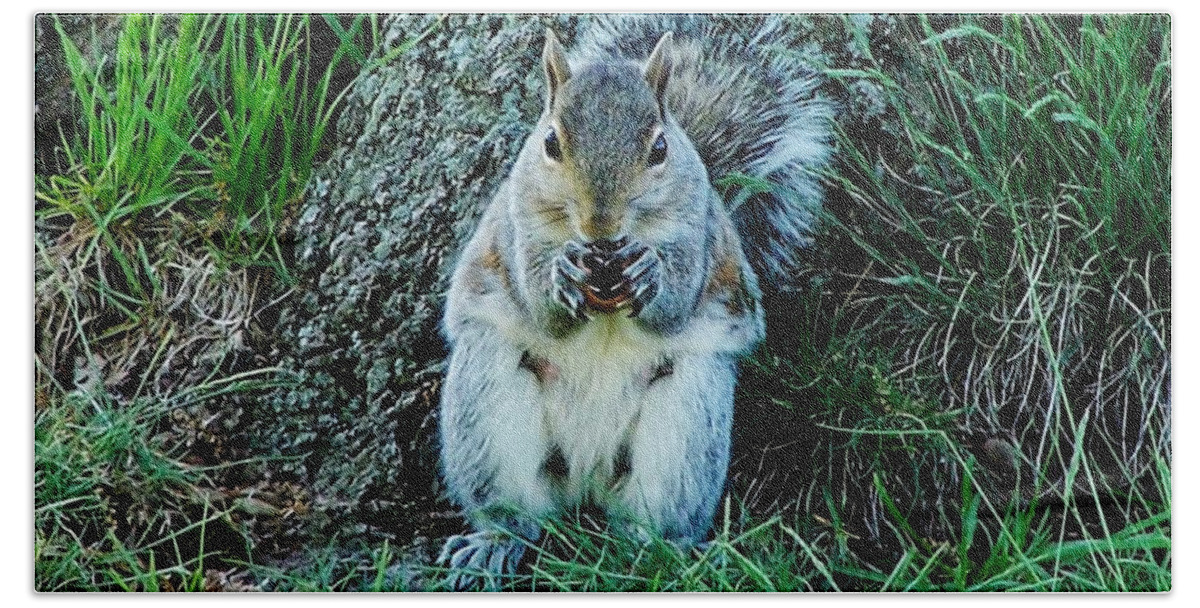 Squirrel Hand Towel featuring the photograph Squirrel Friend by Eileen Brymer