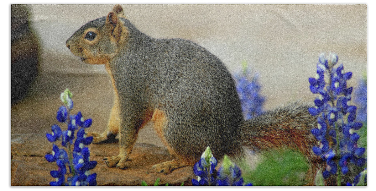 Squirrel Bath Towel featuring the photograph Squirrel in Texas Bluebonnets by Ted Keller