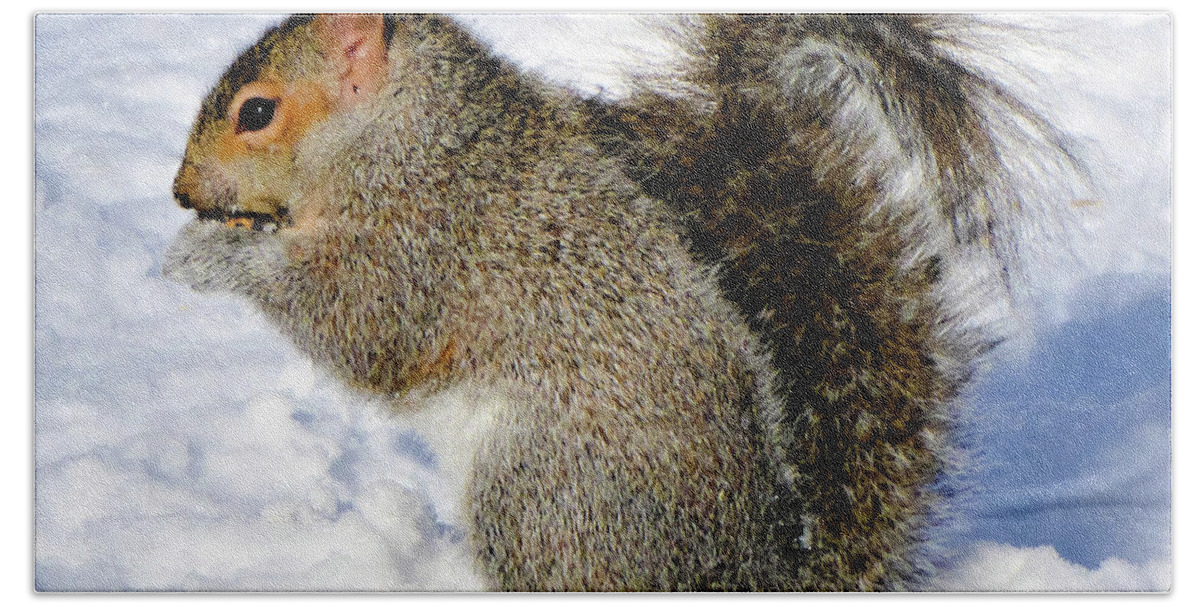 Squirrel Bath Towel featuring the photograph Squirrel in Winter by Cristina Stefan