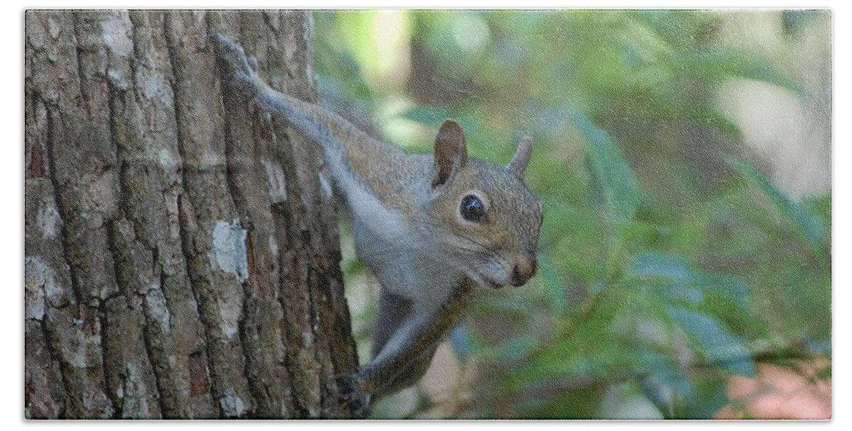 Squirrel Bath Towel featuring the photograph Squirrel by Robert Meanor