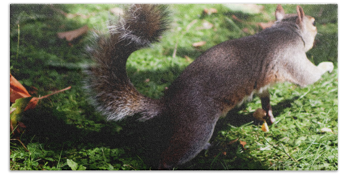 Squirrel Hand Towel featuring the photograph Squirrel running by Agusti Pardo Rossello