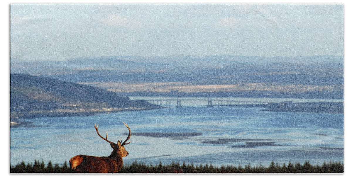 Red Deer Stag Hand Towel featuring the photograph Stag Overlooking the Beauly Firth and Inverness by Gavin Macrae