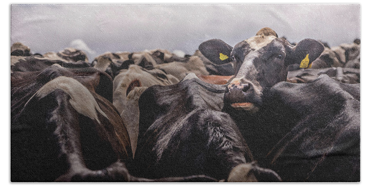Cow Bath Towel featuring the photograph Standing Out In The Crowd by Nick Bywater