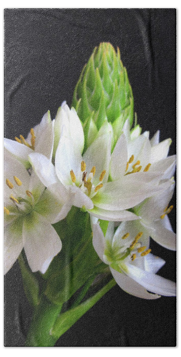Wall Art Bath Towel featuring the photograph Star of Bethlehem by Kelly Holm