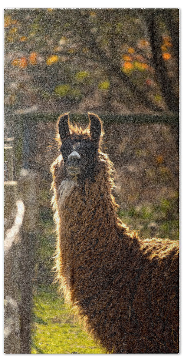 Acres Hand Towel featuring the photograph Staring Llama by Travis Rogers