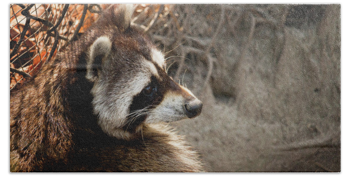Raccoon Hand Towel featuring the photograph Staring Raccooon by Travis Rogers