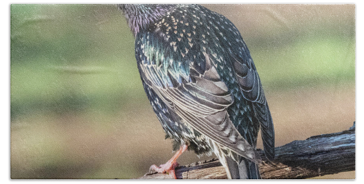 Animal Bath Towel featuring the photograph Starling by William Bitman
