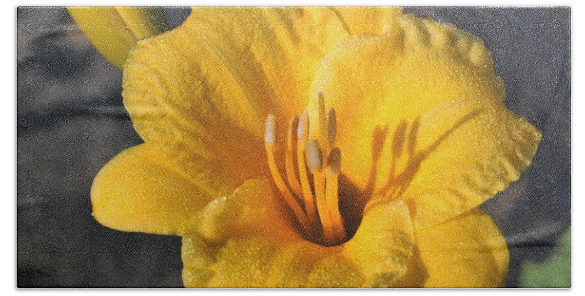 Nature Bath Towel featuring the photograph Stella de Oro and Morning Dew by Sheila Brown