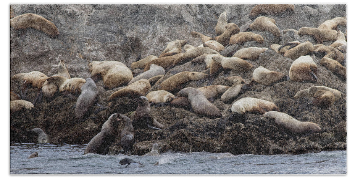 Ronnie Maum Hand Towel featuring the photograph Steller Sea Lion Haul Out by Ronnie Maum