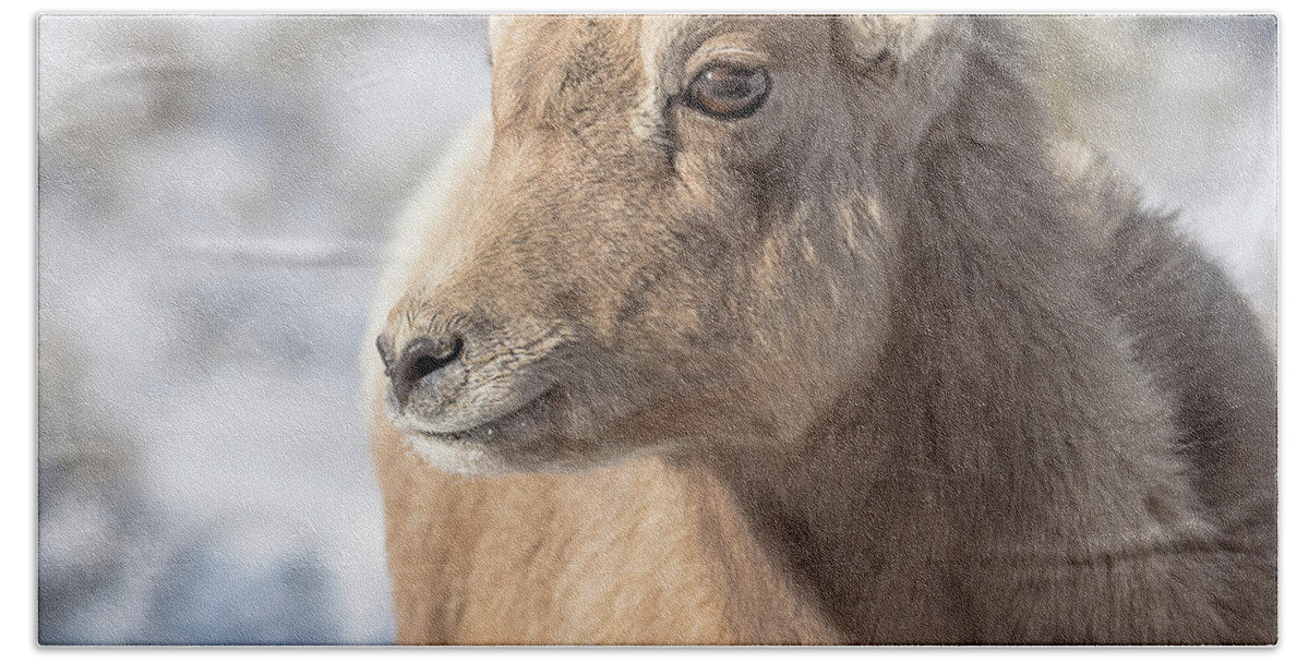 Big-horn Sheep Bath Towel featuring the photograph Still Just A Baby by Yeates Photography