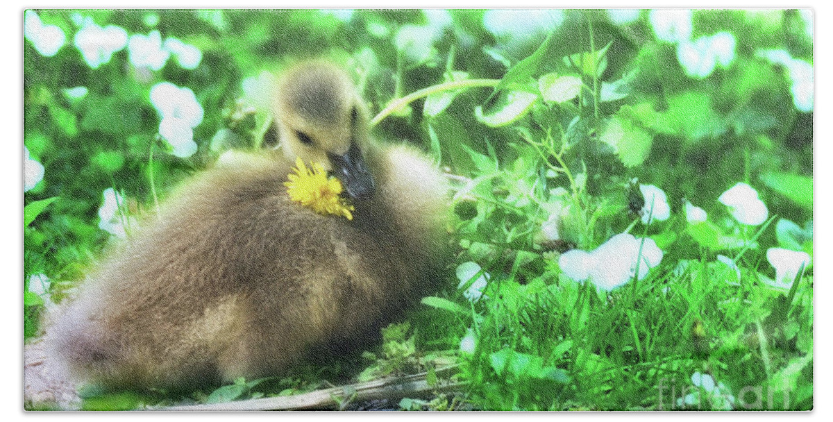 Wildlife Bath Towel featuring the photograph Stop and Eat the Dandelion...gosling by Elaine Manley