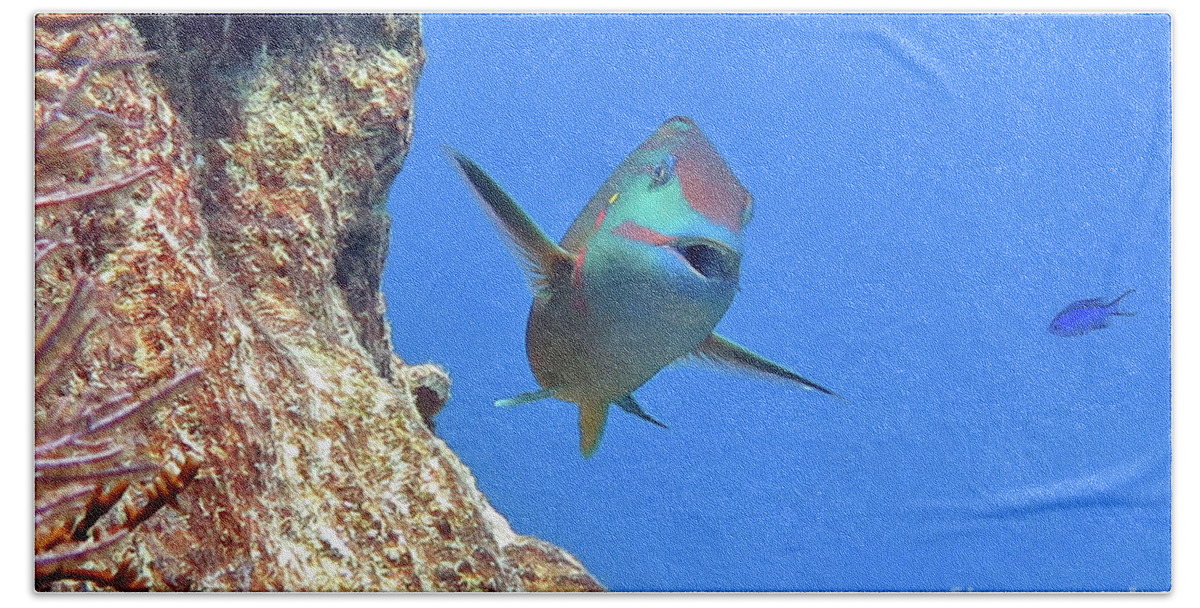 Underwater Hand Towel featuring the photograph Stoplight Parrotfish 2 by Daryl Duda