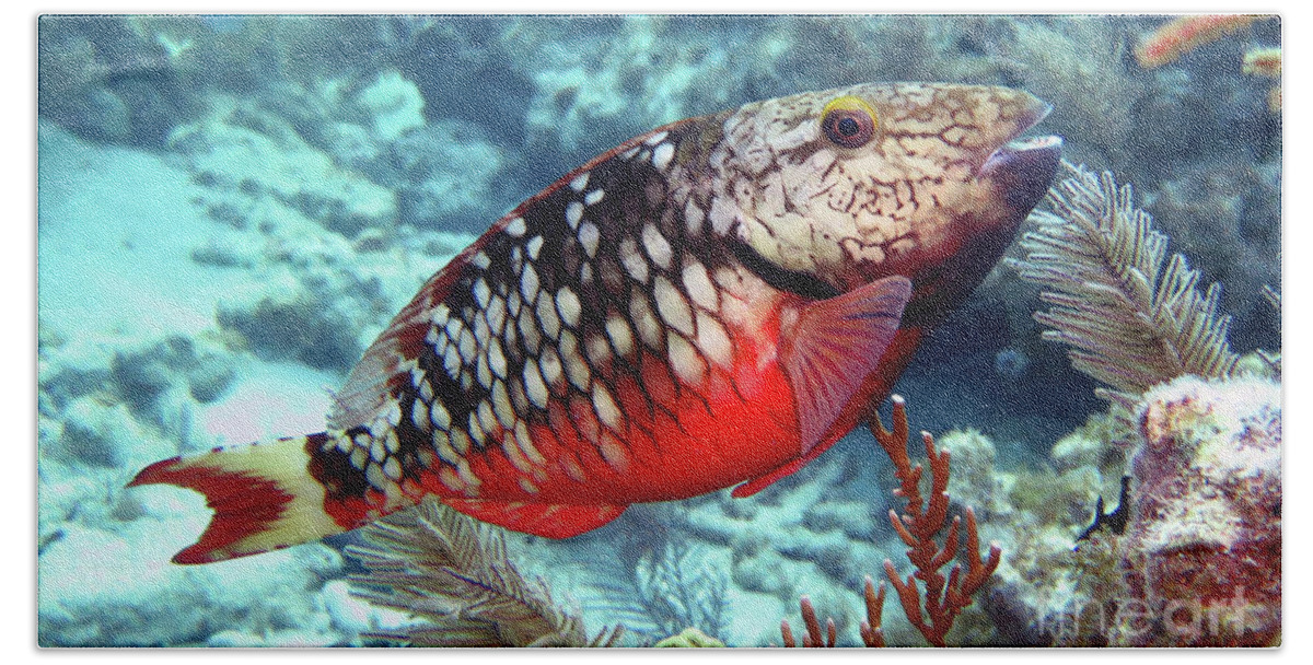Underwater Bath Towel featuring the photograph Stoplight Parrotfish Initial Phase by Daryl Duda