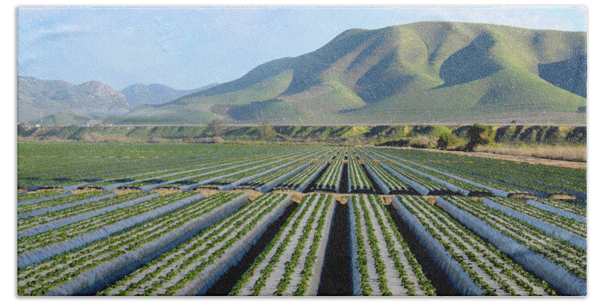 Farming Bath Towel featuring the photograph Strawberry Fields Forever by Floyd Snyder