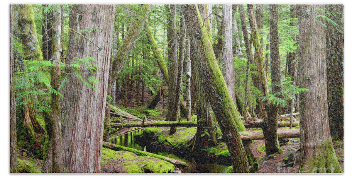 Oregon - Us State Bath Towel featuring the photograph Stream In The Forest by Bruce Block