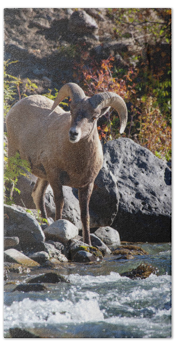 Mark Miller Photos Hand Towel featuring the photograph Streamside Bighorn Sheep by Mark Miller