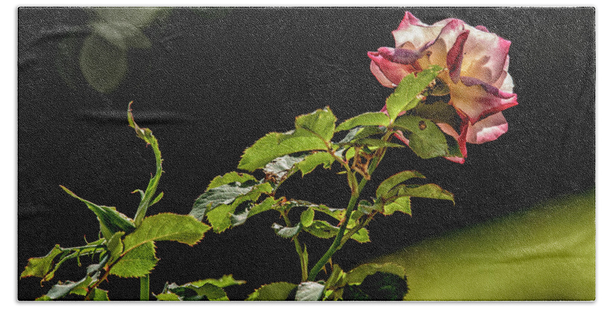 Rose Bath Towel featuring the photograph Stretching For The Sungoddess..... by Paul Vitko