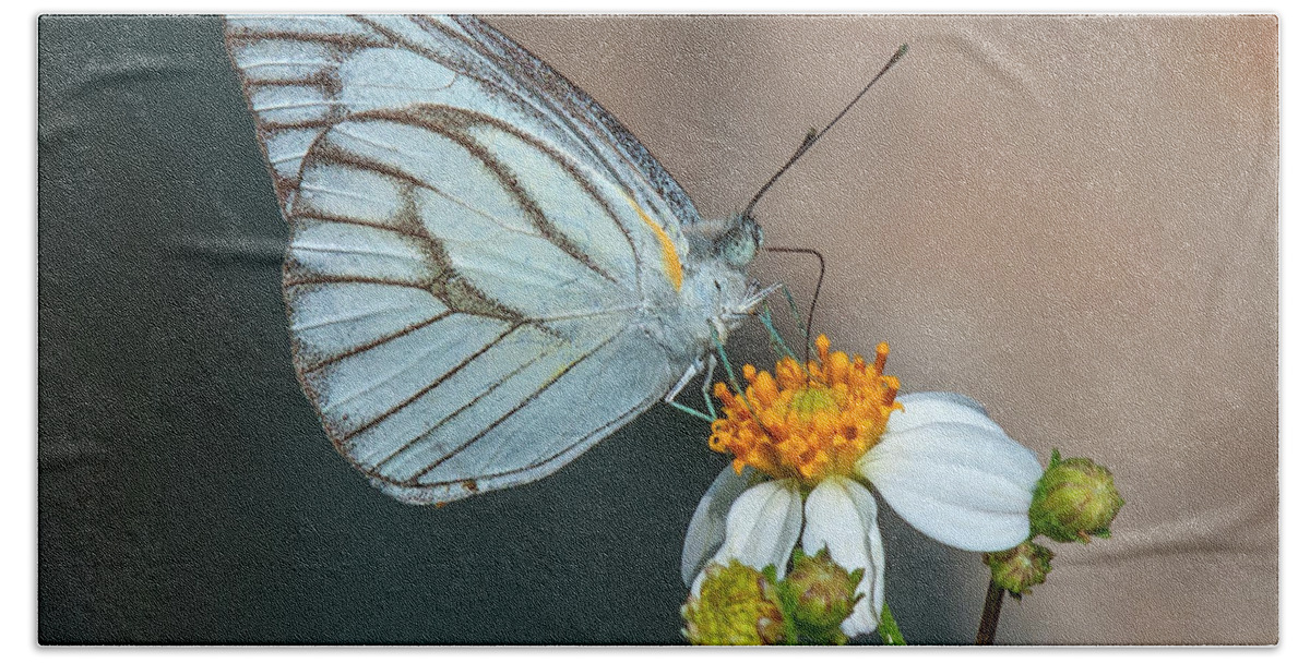 Nature Hand Towel featuring the photograph Striped Albatross Butterfly DTHN0209 by Gerry Gantt