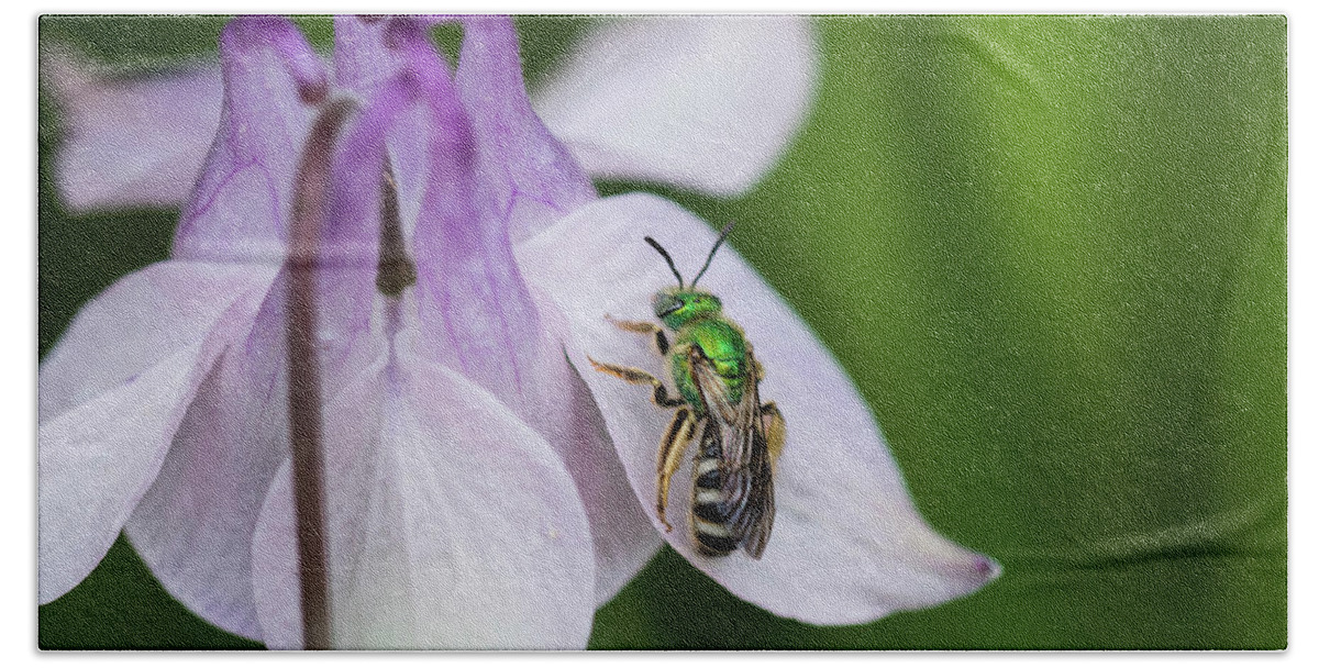 Agapostemon Bath Towel featuring the photograph Striped Sweat Bee by Robert Potts