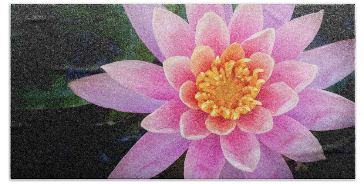 Water Lily Hand Towel featuring the photograph Stunning Water Lily by Don Johnson
