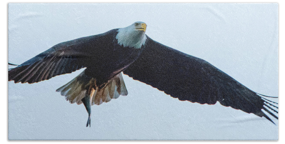11 November 2016 Bath Towel featuring the photograph Successful Bald Eagle Panoramic by Jeff at JSJ Photography