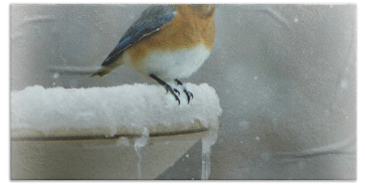 Bird Bath Towel featuring the photograph Suddenly Winter by Barbara S Nickerson