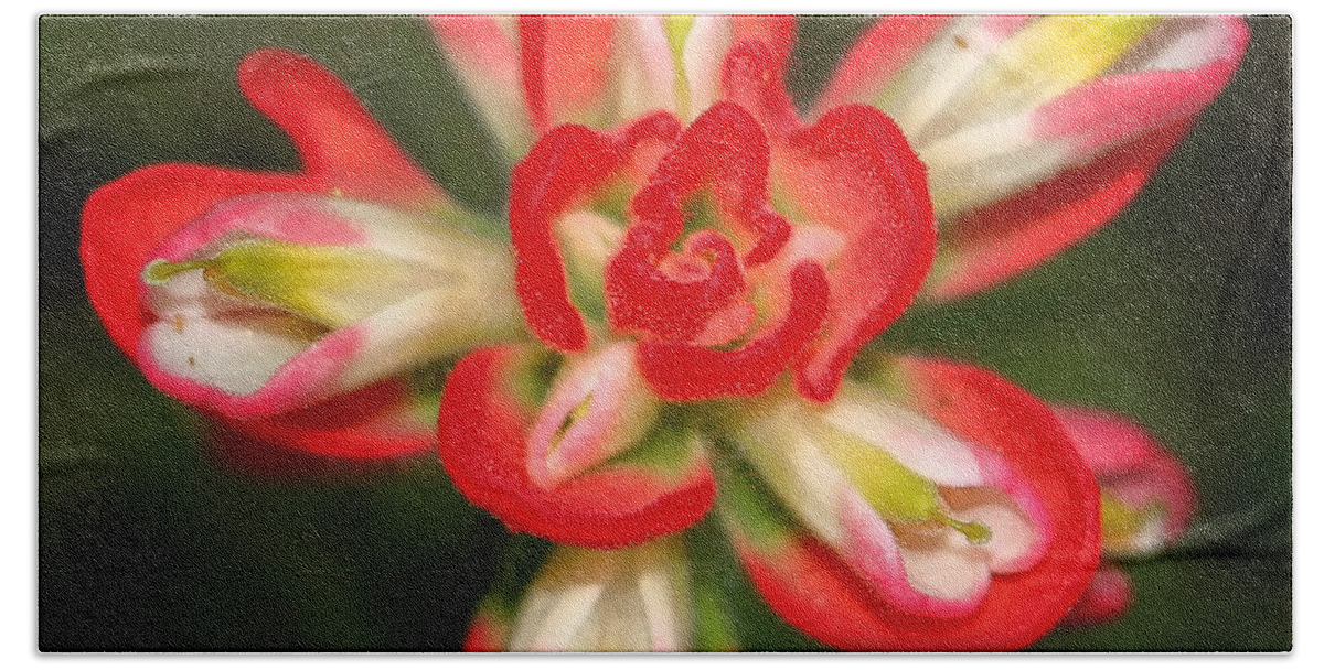 Indian Paintbrush Bath Towel featuring the photograph Sugar Frosted Paintbrush by Lucy VanSwearingen