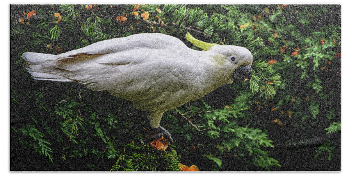 Sulphur-crested Bath Towel featuring the photograph Sulphur-crested cockatoo by Andrei SKY