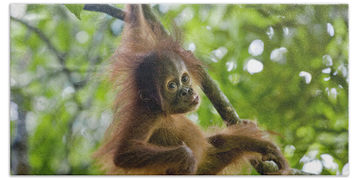 00443970 Bath Towel featuring the photograph Sumatran Orangutan Baby #1 by Suzi Eszterhas