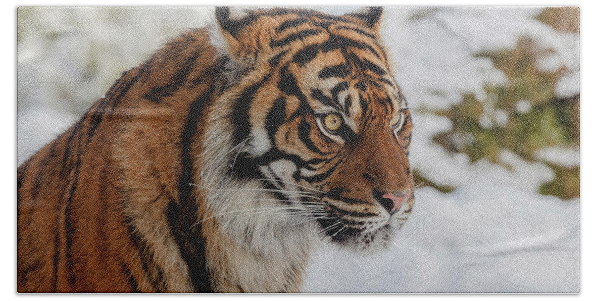 Animal Hand Towel featuring the photograph Sumatran Tiger in the snow by Tim Abeln