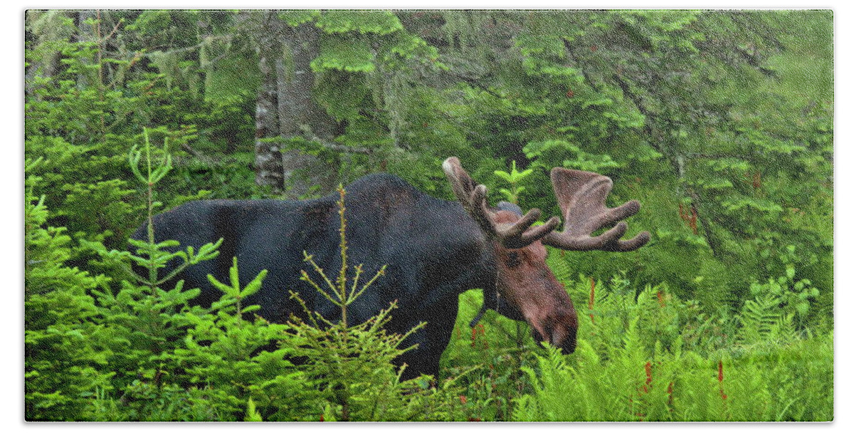 Moose Bath Towel featuring the photograph Summer Bull by Harry Moulton