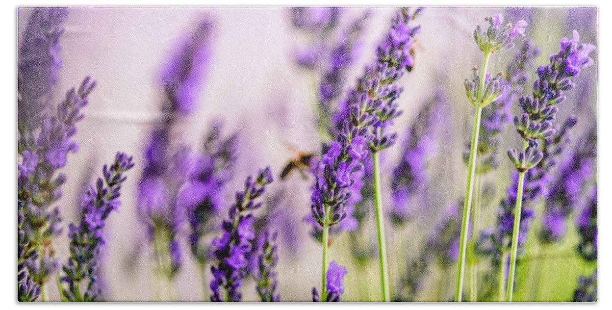 Lavender Bath Sheet featuring the photograph Summer Lavender by Nailia Schwarz