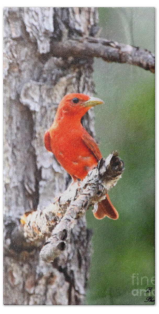 Summer Tanager Bath Towel featuring the photograph Summer Tanager by Barbara Bowen