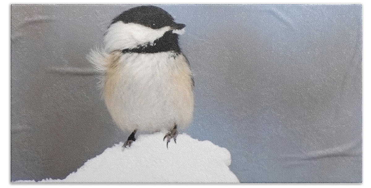 Chickadee Hand Towel featuring the photograph Summit Black Capped Chickadee by Christina Rollo