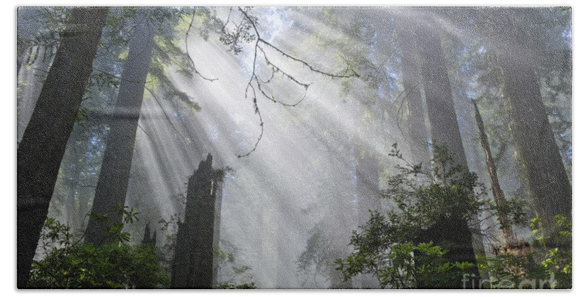 Sun Rays Bath Towel featuring the photograph Sun Beams In Redwood Forest by Inga Spence