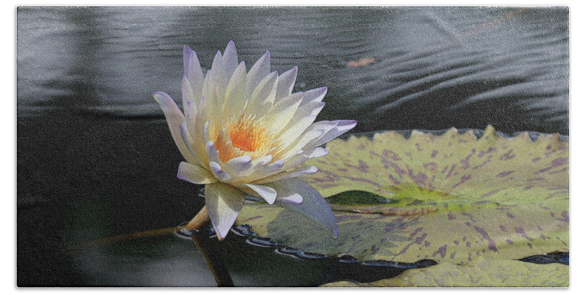 Water Lily Hand Towel featuring the photograph Sun Kissed Allure by Yvonne Wright