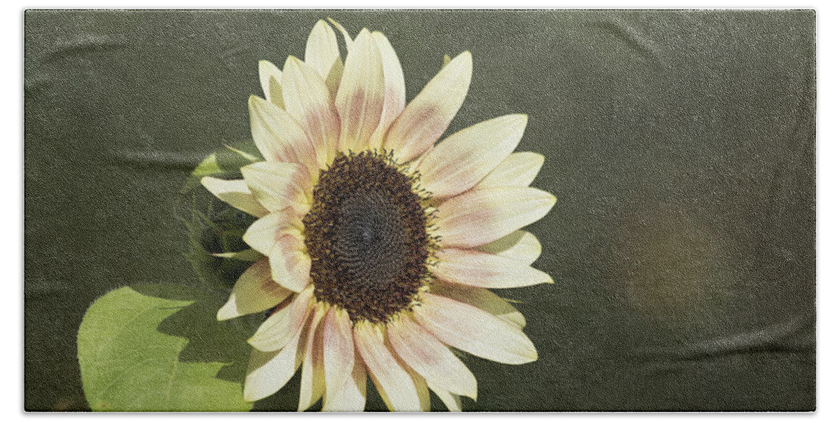 Sunflower Bath Towel featuring the photograph Sun Kissed by Kim Hojnacki