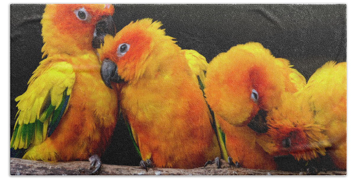 Sun Parakeet Bath Towel featuring the photograph Sun parakeets by Arterra Picture Library