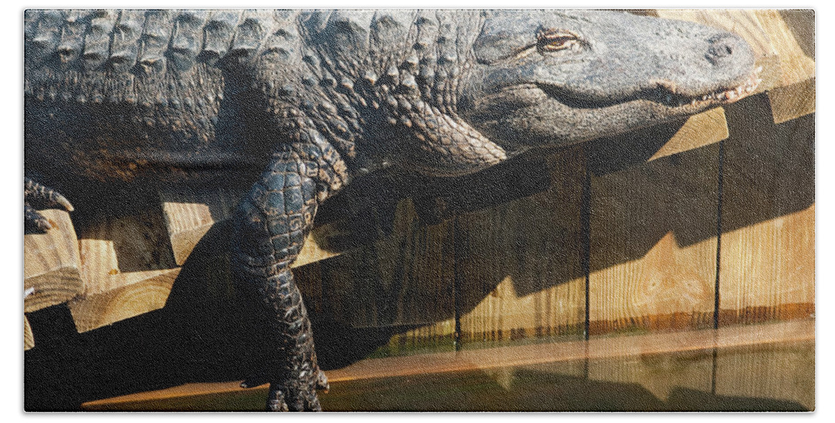 Alligator Bath Towel featuring the photograph Sunbathing Gator by Carolyn Marshall