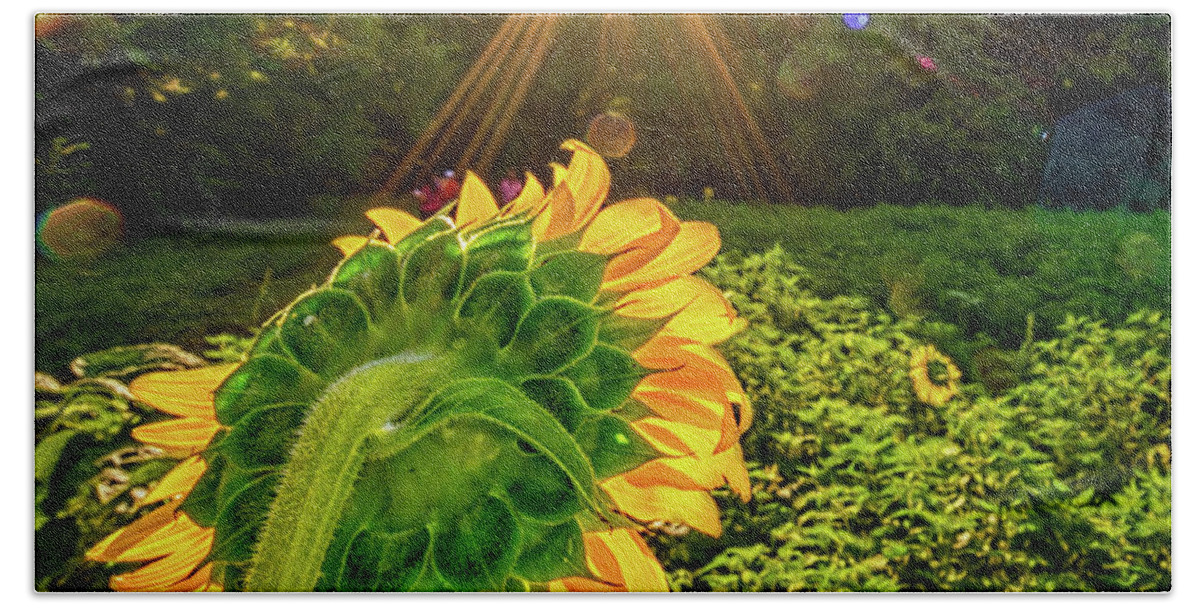 Sunflowers Bath Towel featuring the photograph Sunburst over sunflower by Izet Kapetanovic