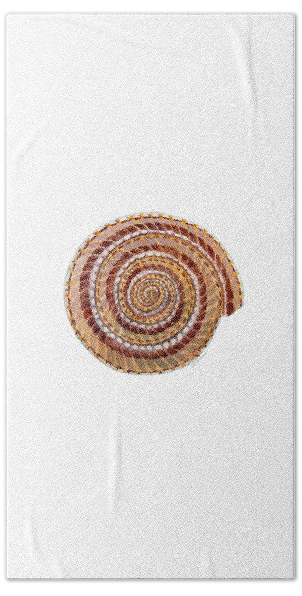 Shell Hand Towel featuring the painting Sundial Shell by Amy Kirkpatrick