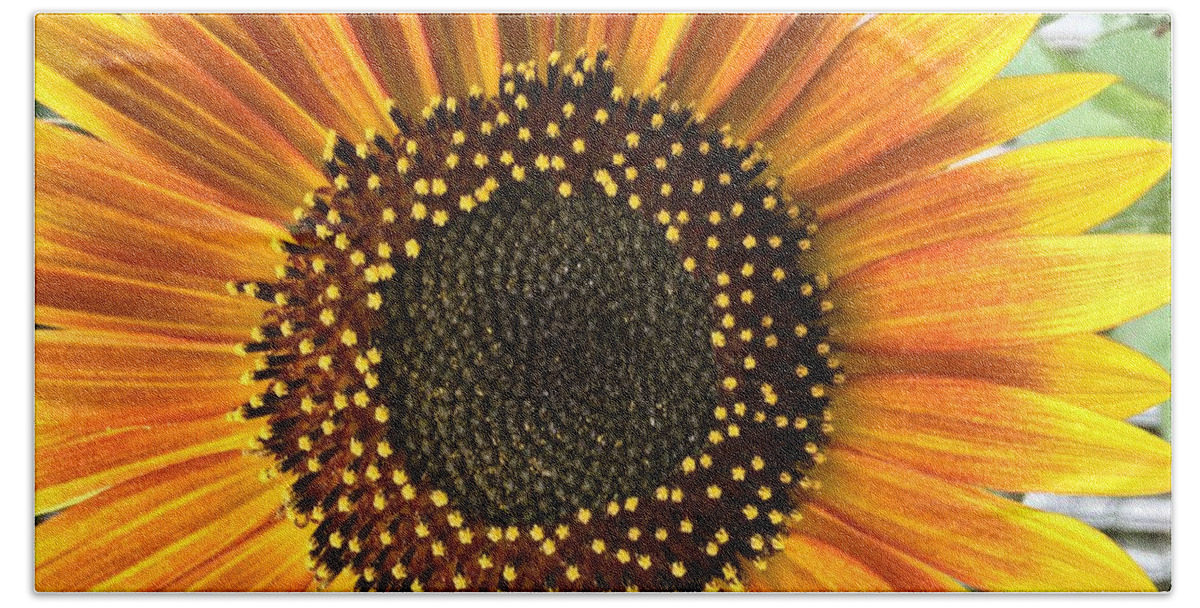 Sunflower Bath Towel featuring the photograph Sunflower 1 by Vijay Sharon Govender