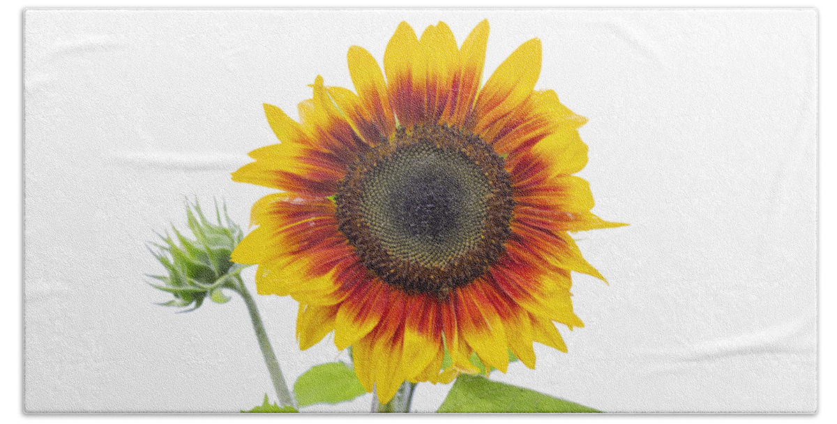 Sunflower Bath Towel featuring the photograph Sunflower 2018-1 by Thomas Young