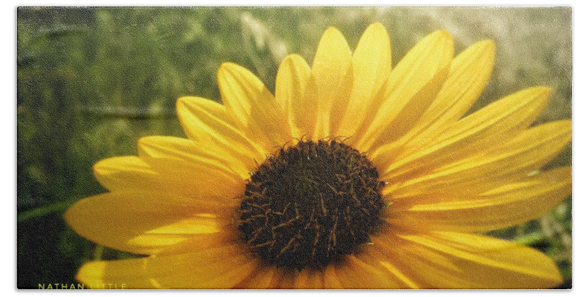 Nature Bath Towel featuring the photograph Sunflower at Sunset by Nathan Little