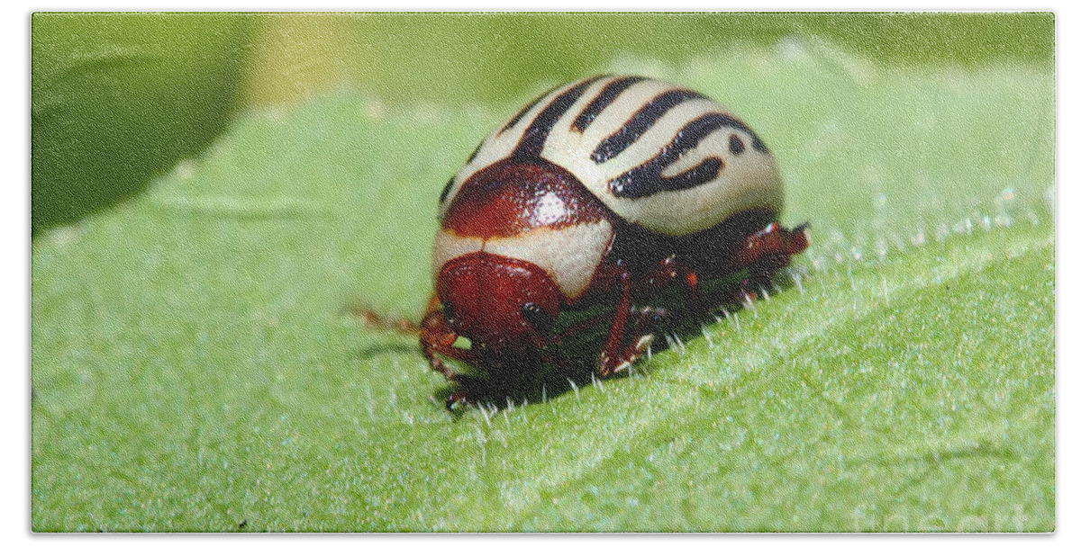 Bug Bath Towel featuring the photograph Sunflower Beetle by Teresa Zieba