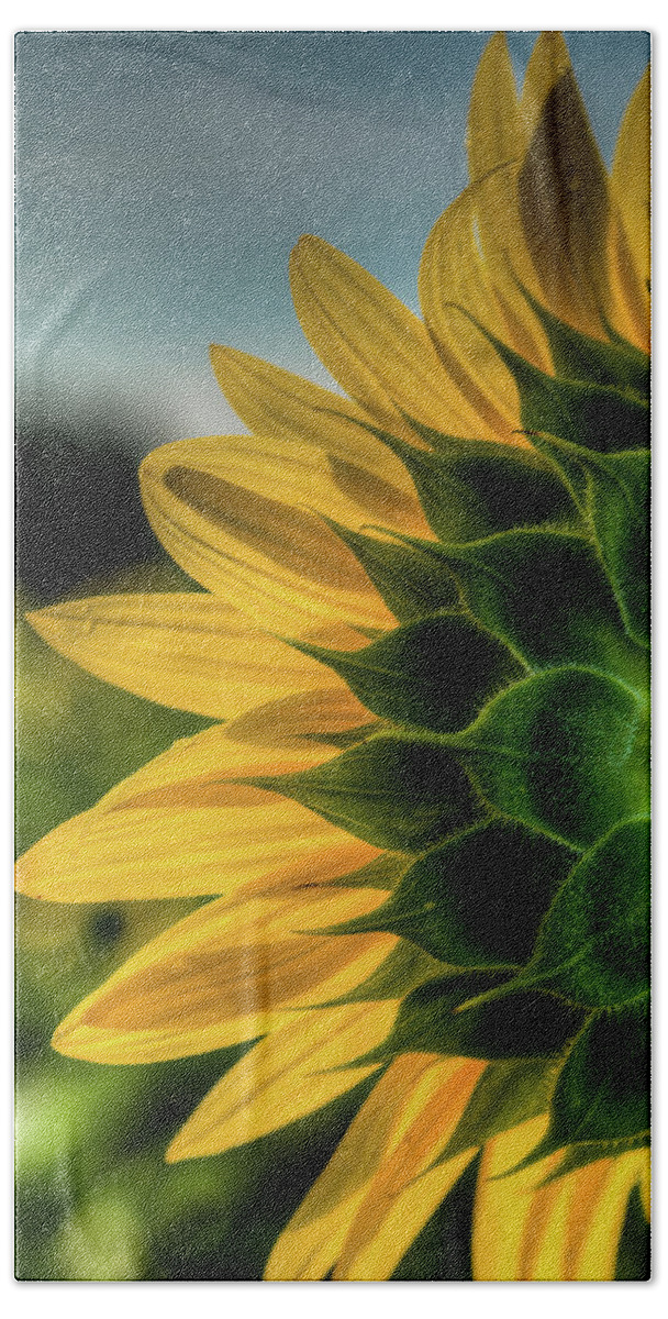Bloom Hand Towel featuring the photograph Sunflower Blooming Detailed by Dennis Dame