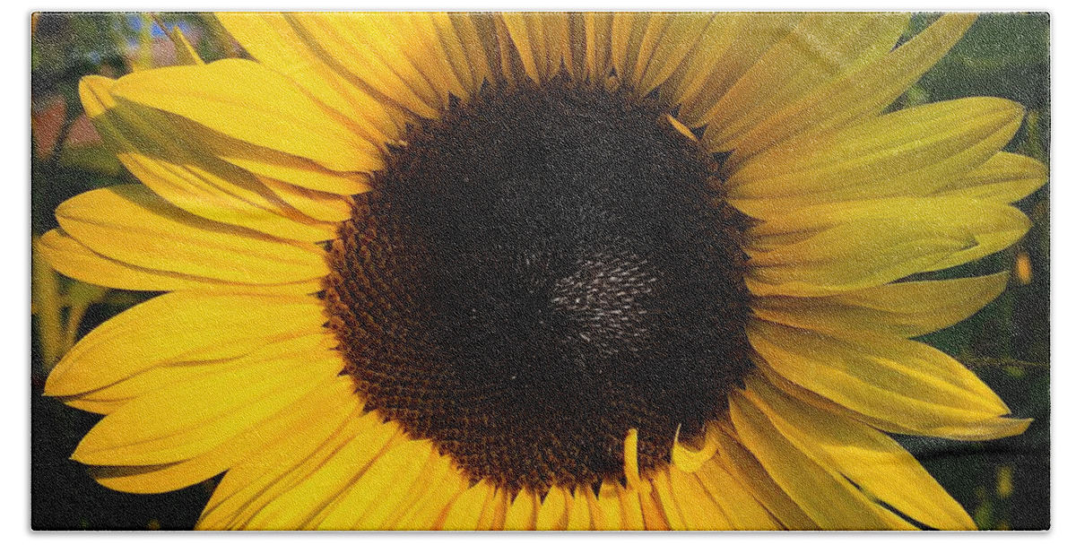 Sunflower Bath Towel featuring the photograph Sunflower by Brian Eberly